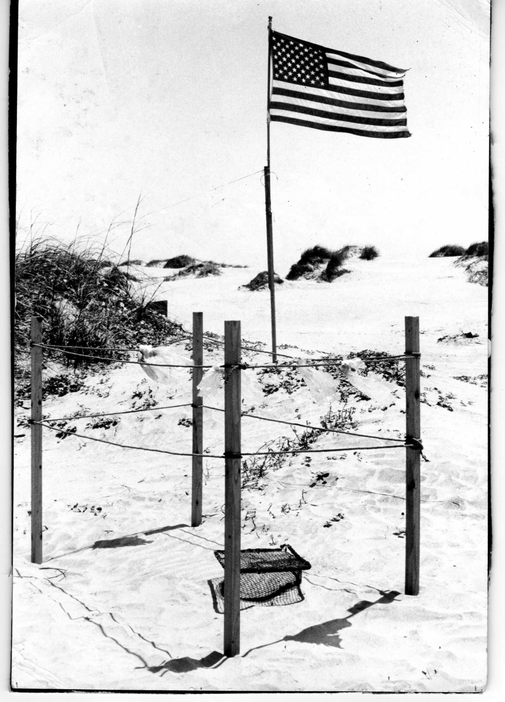 Sea turtle nests at Rancho Nuevo in the 1960s