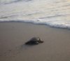 A sea turtle hatchling nears the ocean which will become its new home