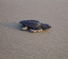 A single hatchling makes its way toward the sea in 2008